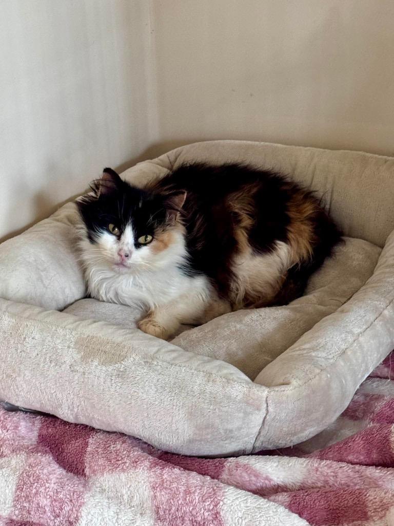 Enlarge Hazel, a Adoptable mixed breed in Clinton, SC image 2/3