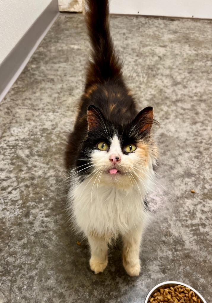 Enlarge Hazel, a Adoptable mixed breed in Clinton, SC image 3/3