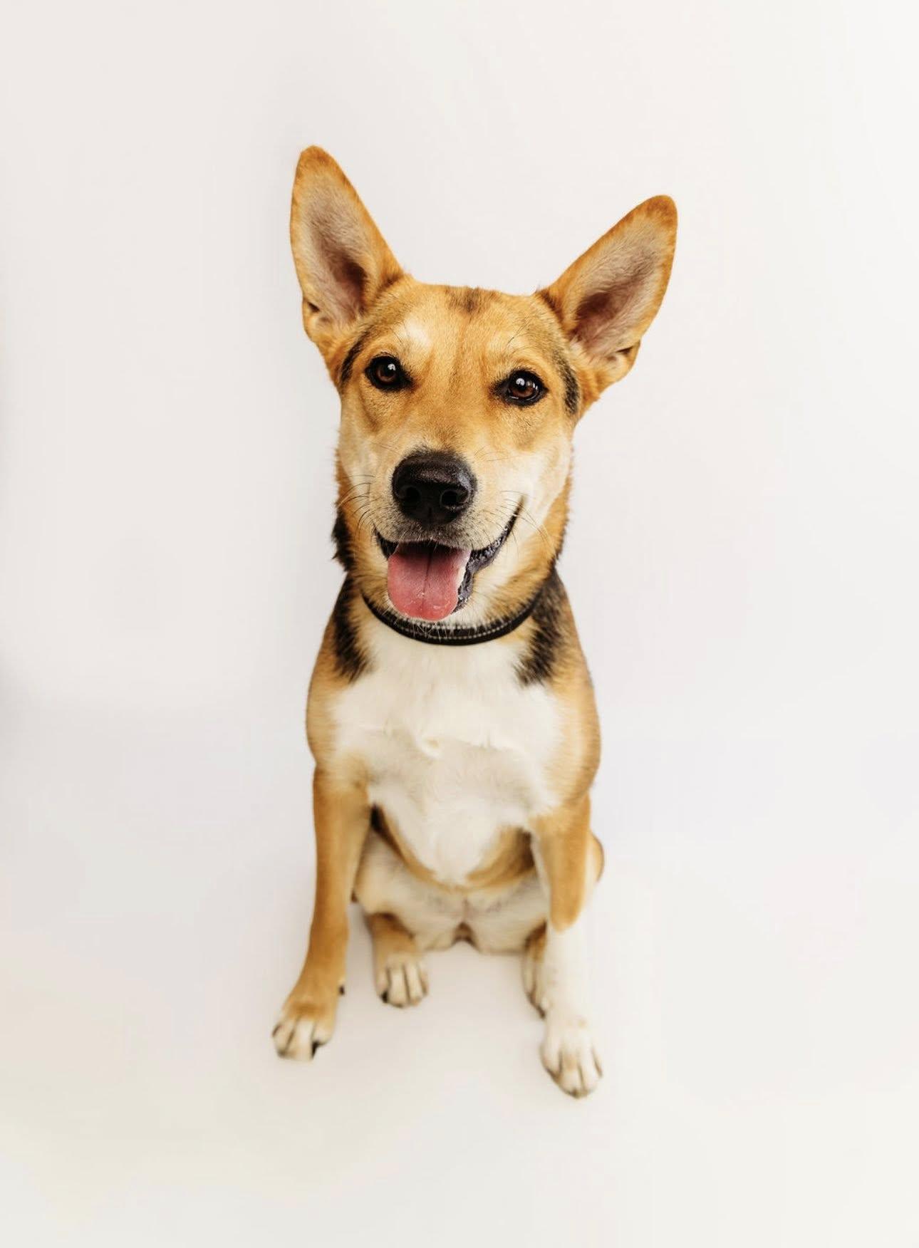 Enlarge Dahlia, a Adoptable German Shepherd Dog in Cypress, TX image 1/3