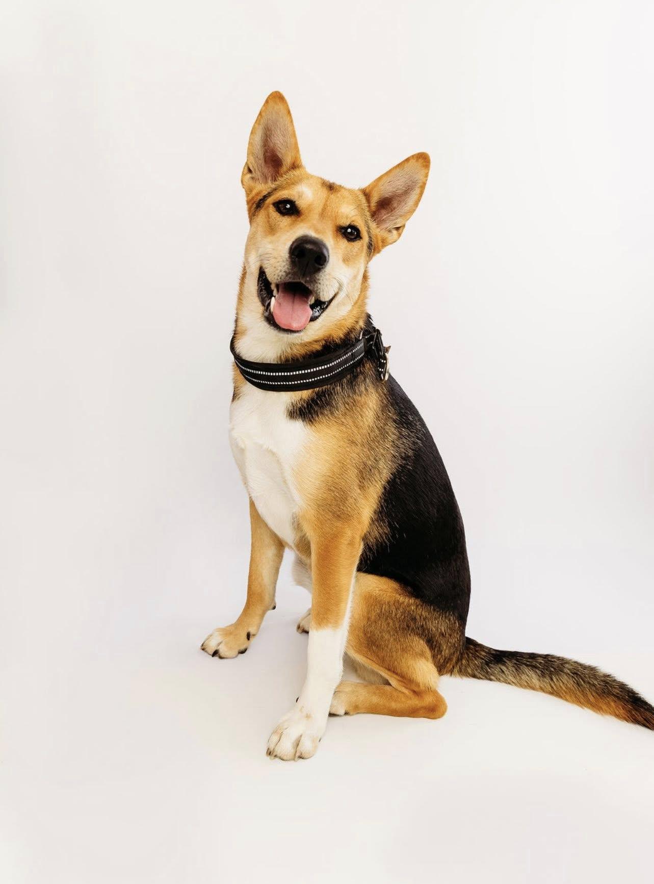 Enlarge Dahlia, a Adoptable German Shepherd Dog in Cypress, TX image 3/3