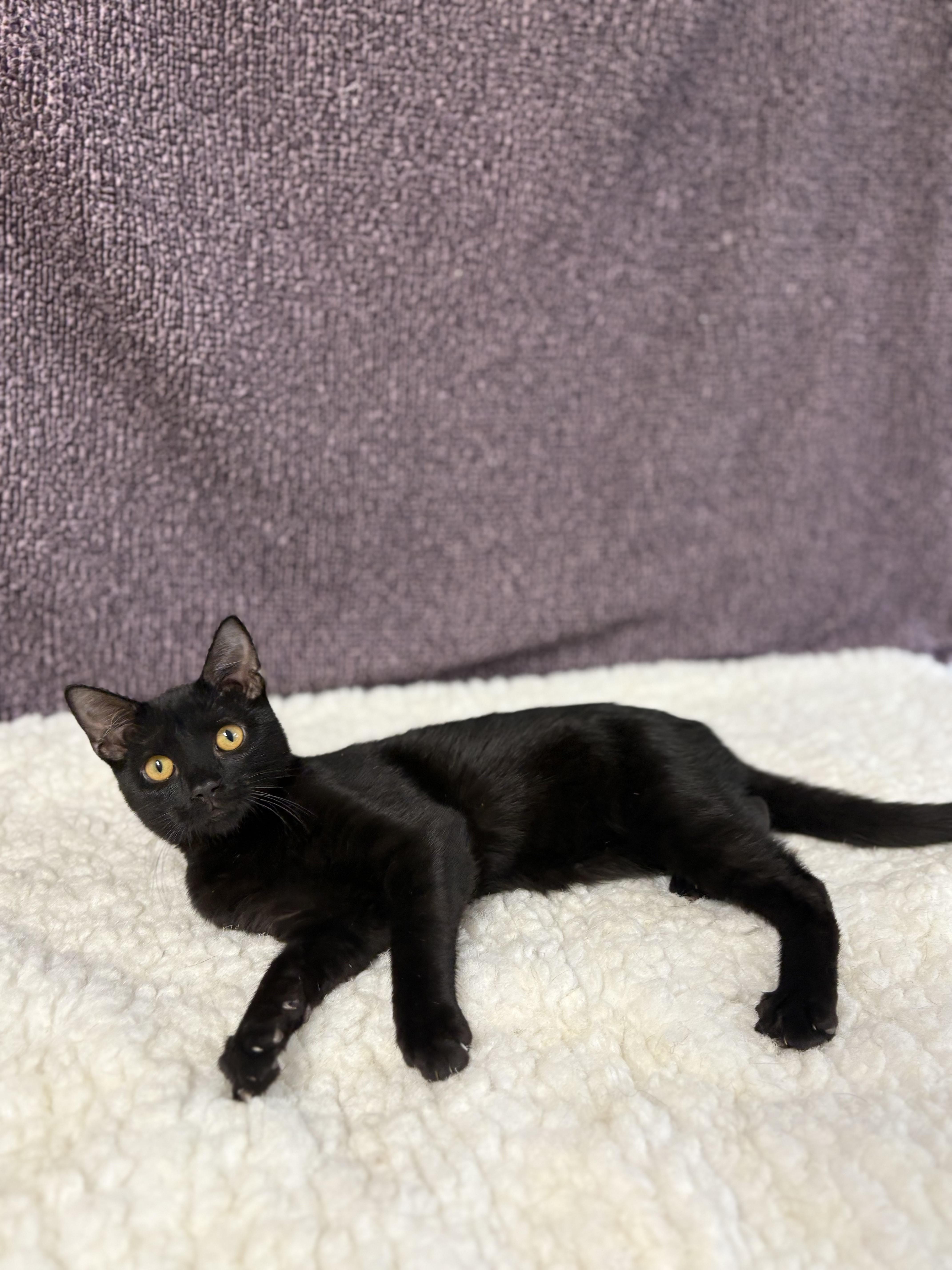 Enlarge Lord Farquaad, an adoptable Domestic Short Hair in Upper Sandusky, OH image 1/3