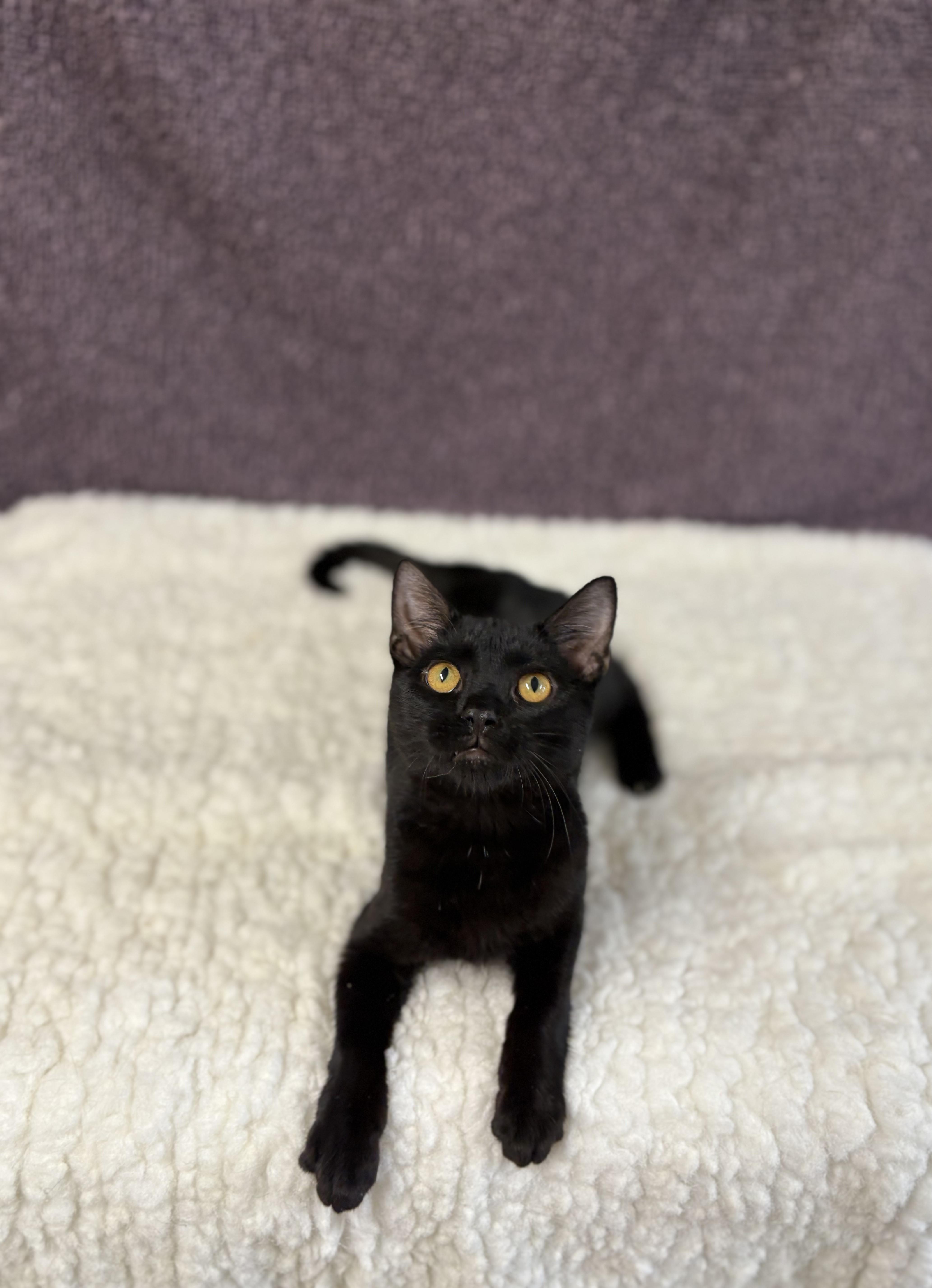 Enlarge Lord Farquaad, an adoptable Domestic Short Hair in Upper Sandusky, OH image 3/3
