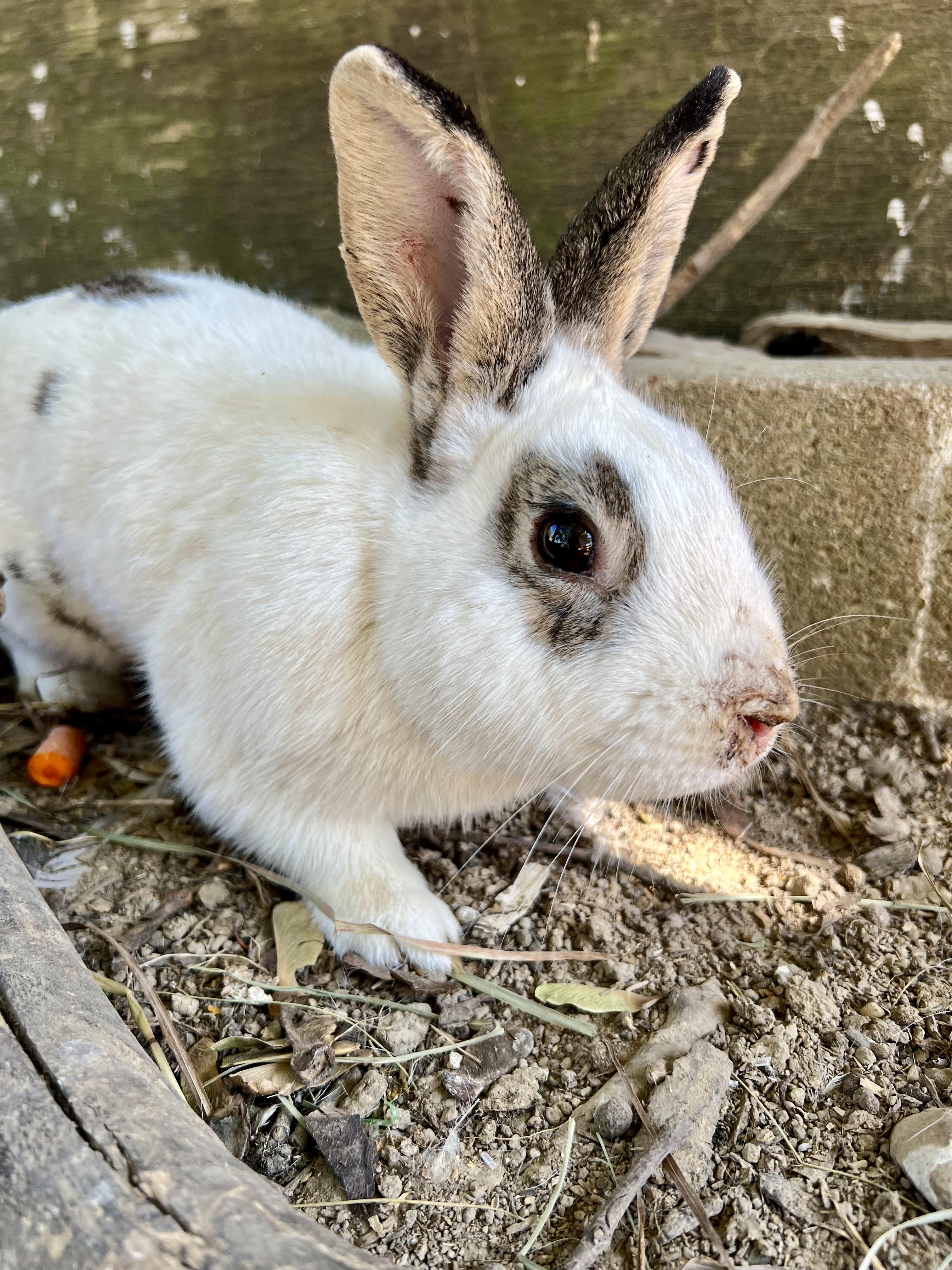 Enlarge jack, a Adoptable mixed breed in Matthews, IN image 1/4
