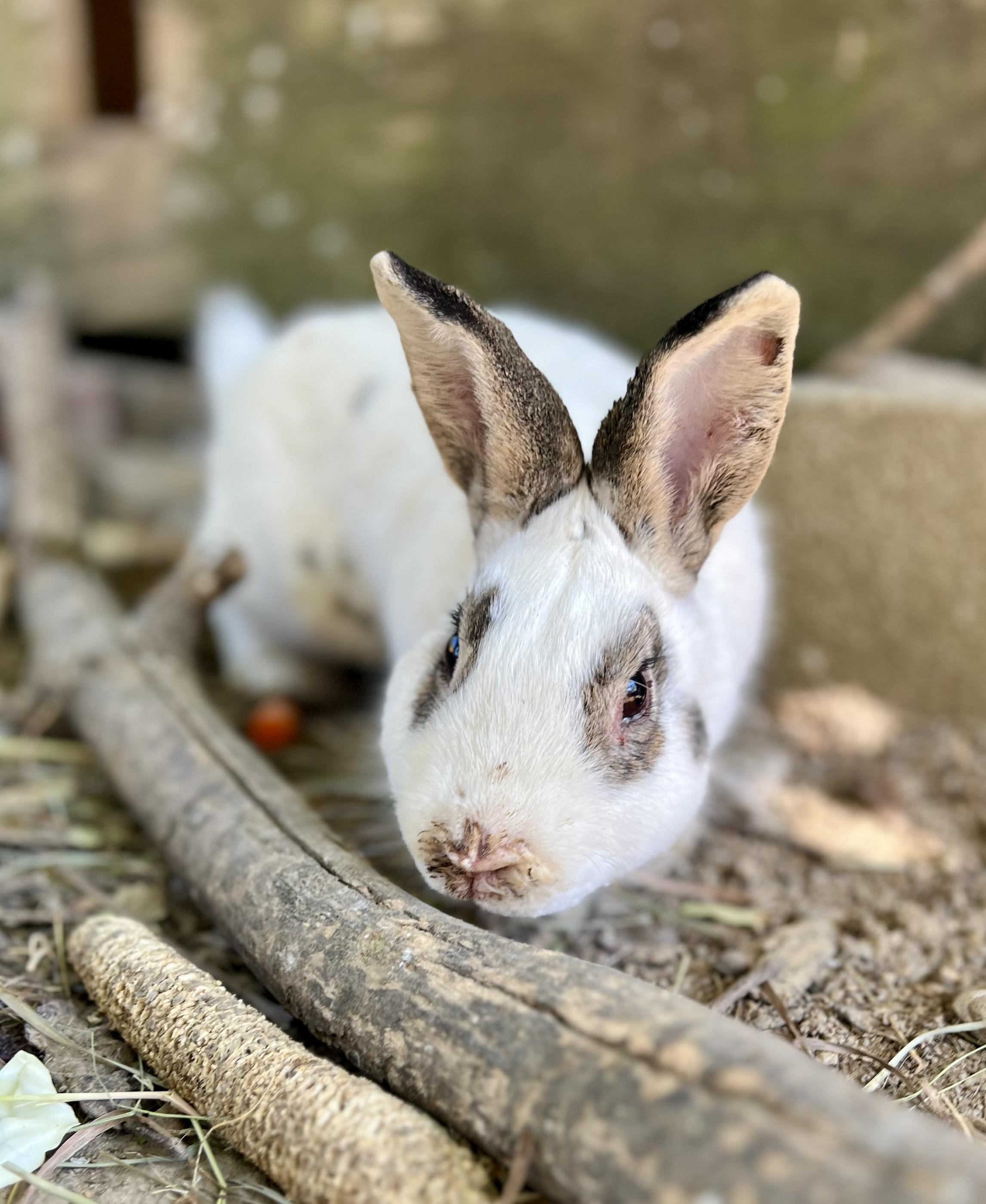 Enlarge jack, a Adoptable mixed breed in Matthews, IN image 3/4