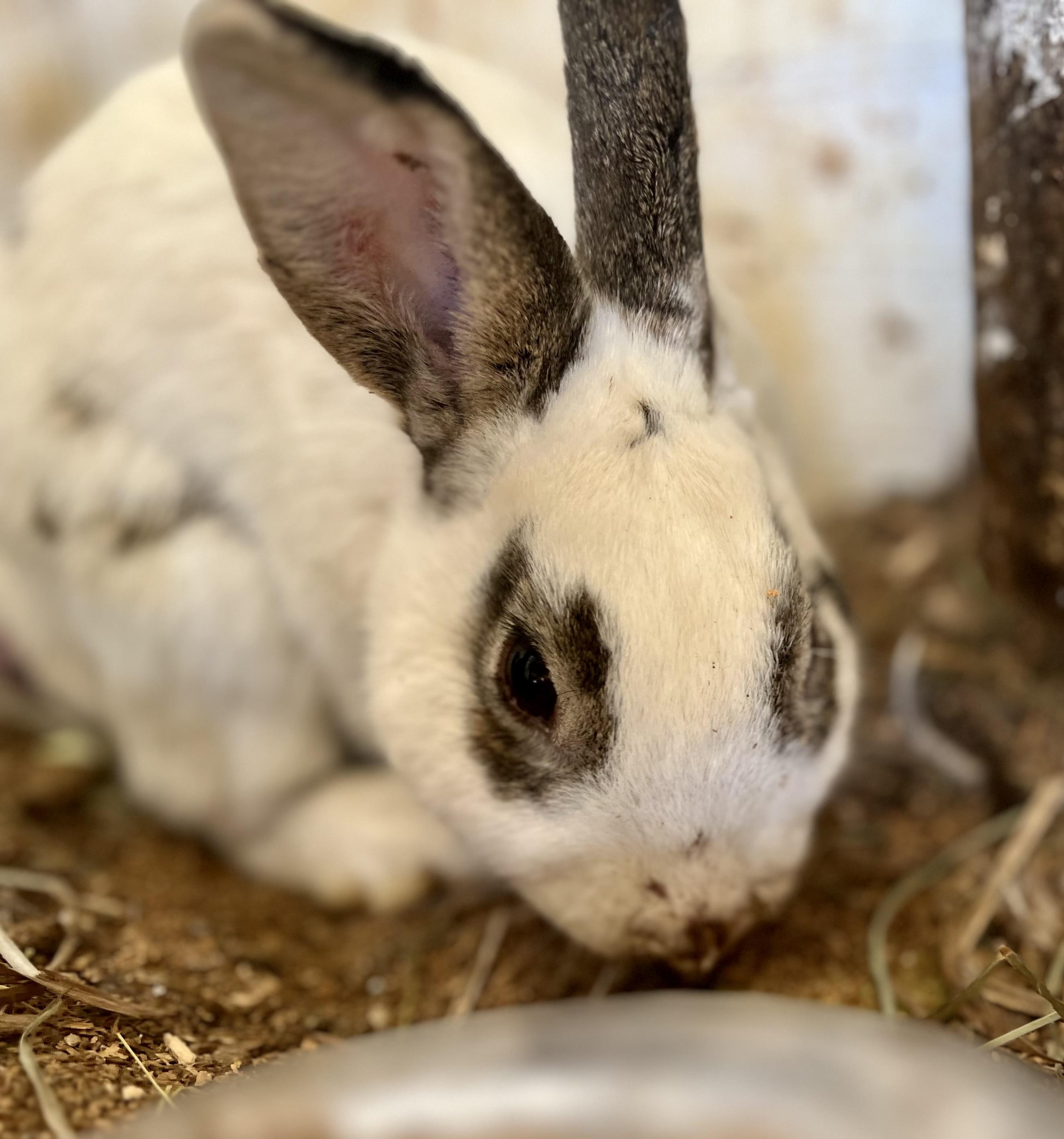 Enlarge jack, a Adoptable mixed breed in Matthews, IN image 2/4