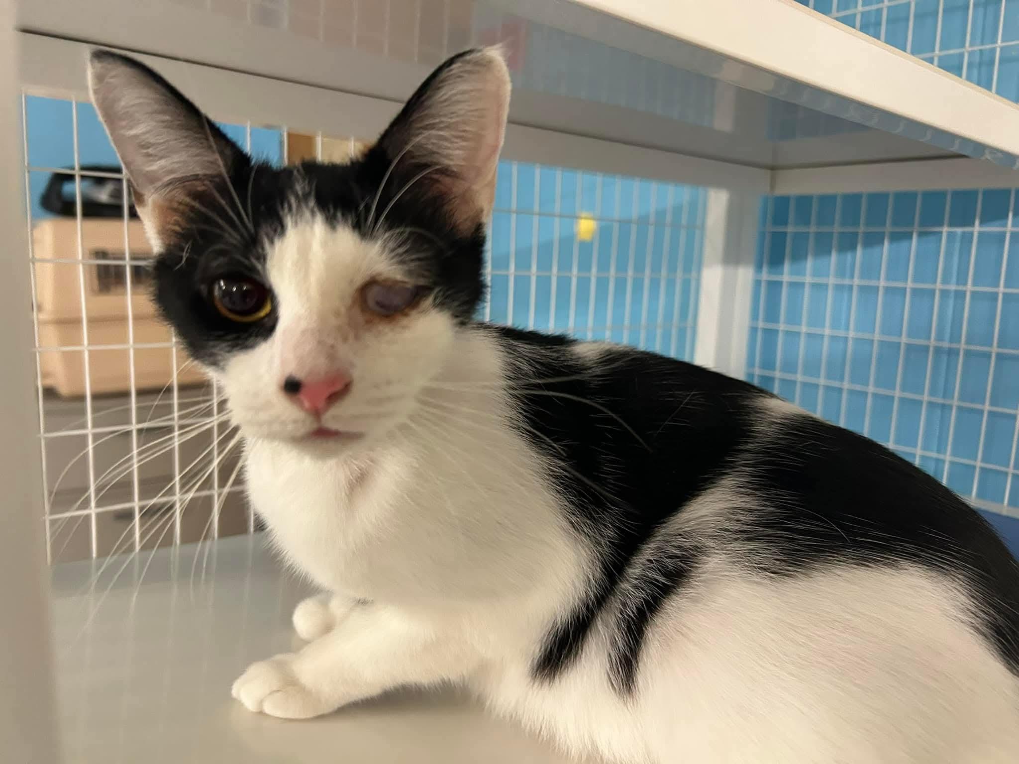 Enlarge Jules, a ADOPTABLE Domestic Short Hair in Claremont, NH image 1/1