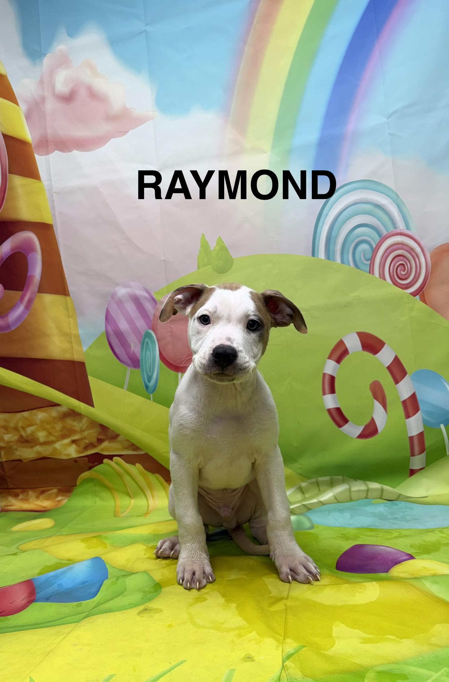 Enlarge Raymond, a ADOPTABLE mixed breed in Urbana, OH image 1/1