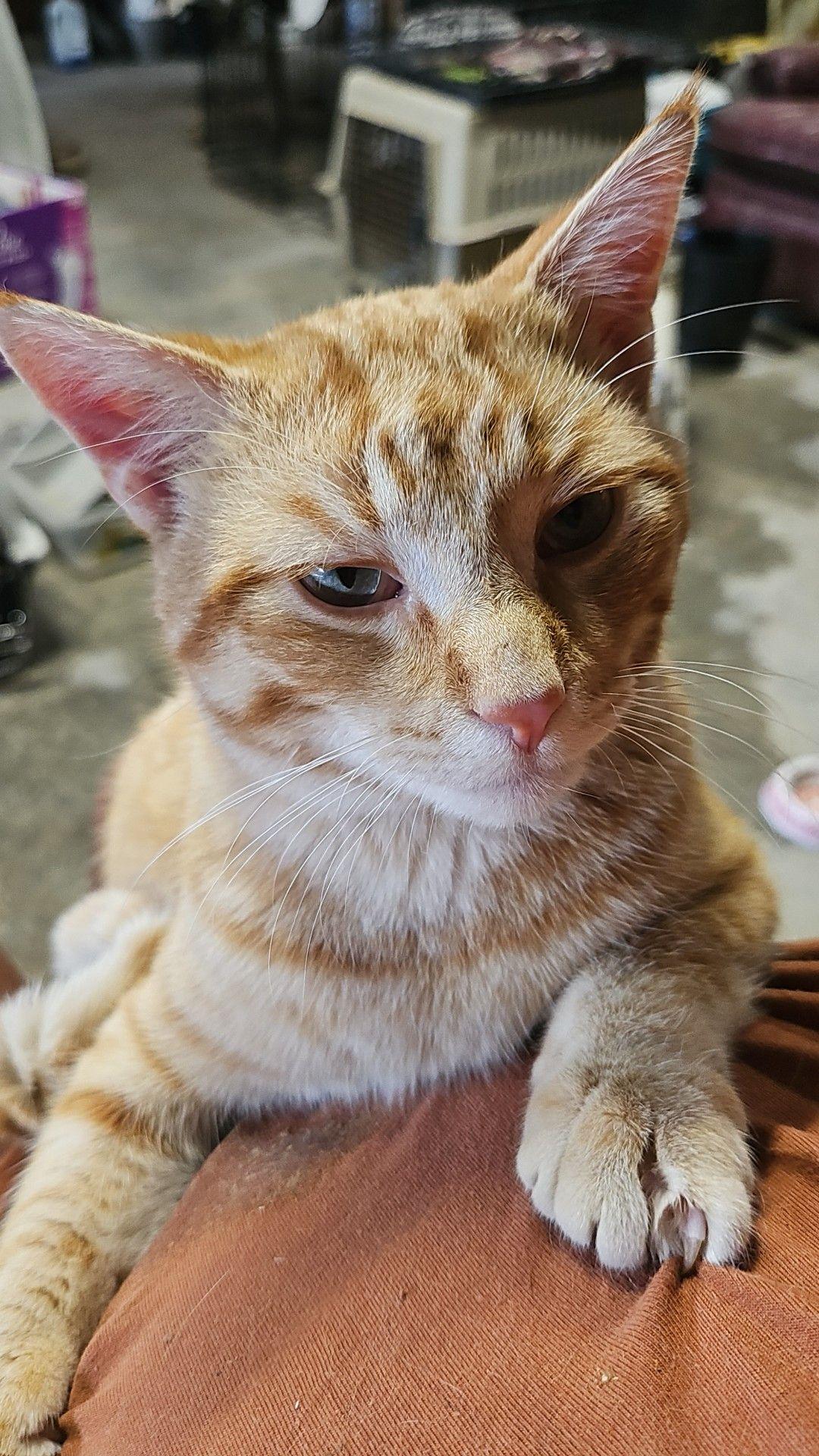 Enlarge Ozzy, a Adoptable Domestic Short Hair in Stockholm, WI image 1/4