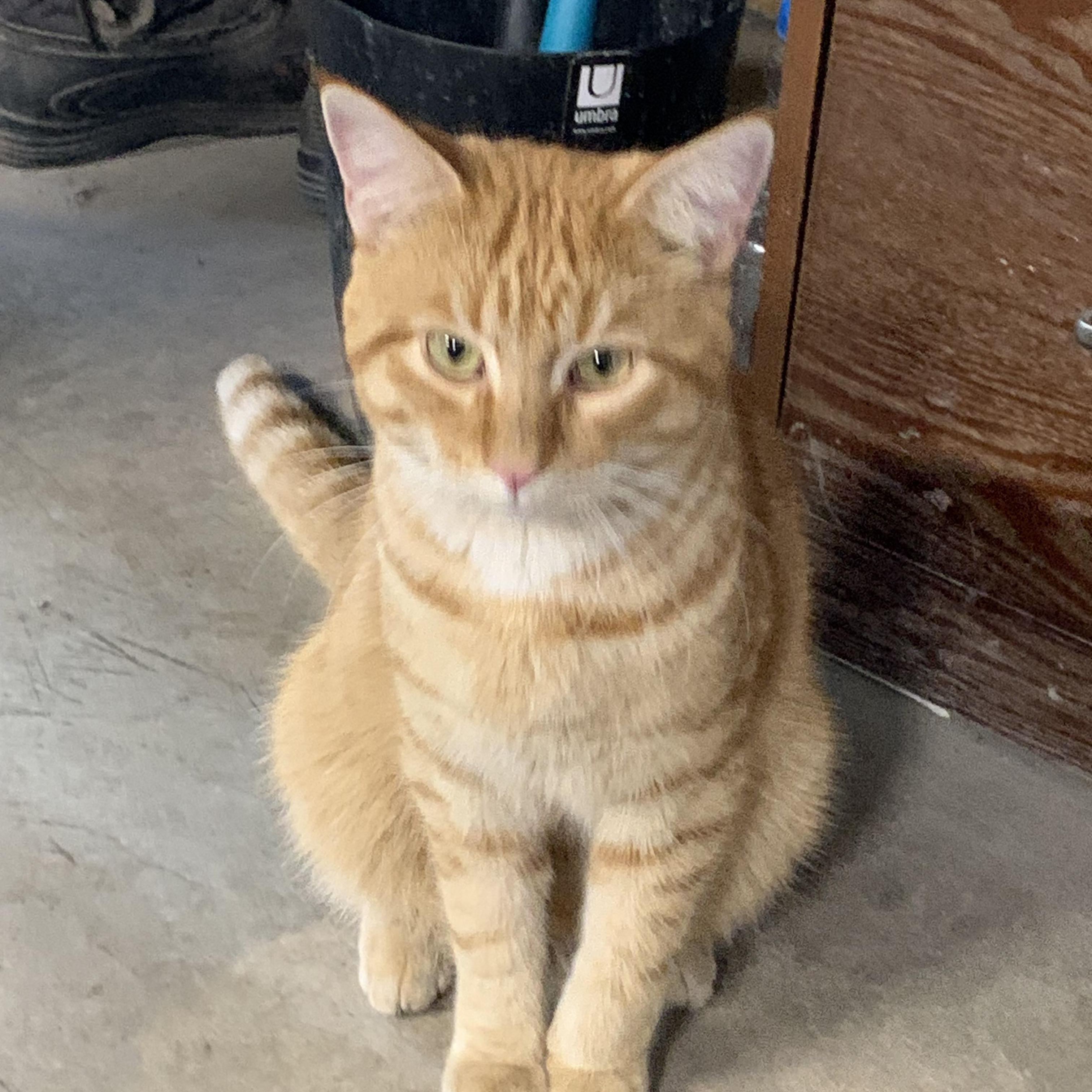 Enlarge Ozzy, a Adoptable Domestic Short Hair in Stockholm, WI image 2/4