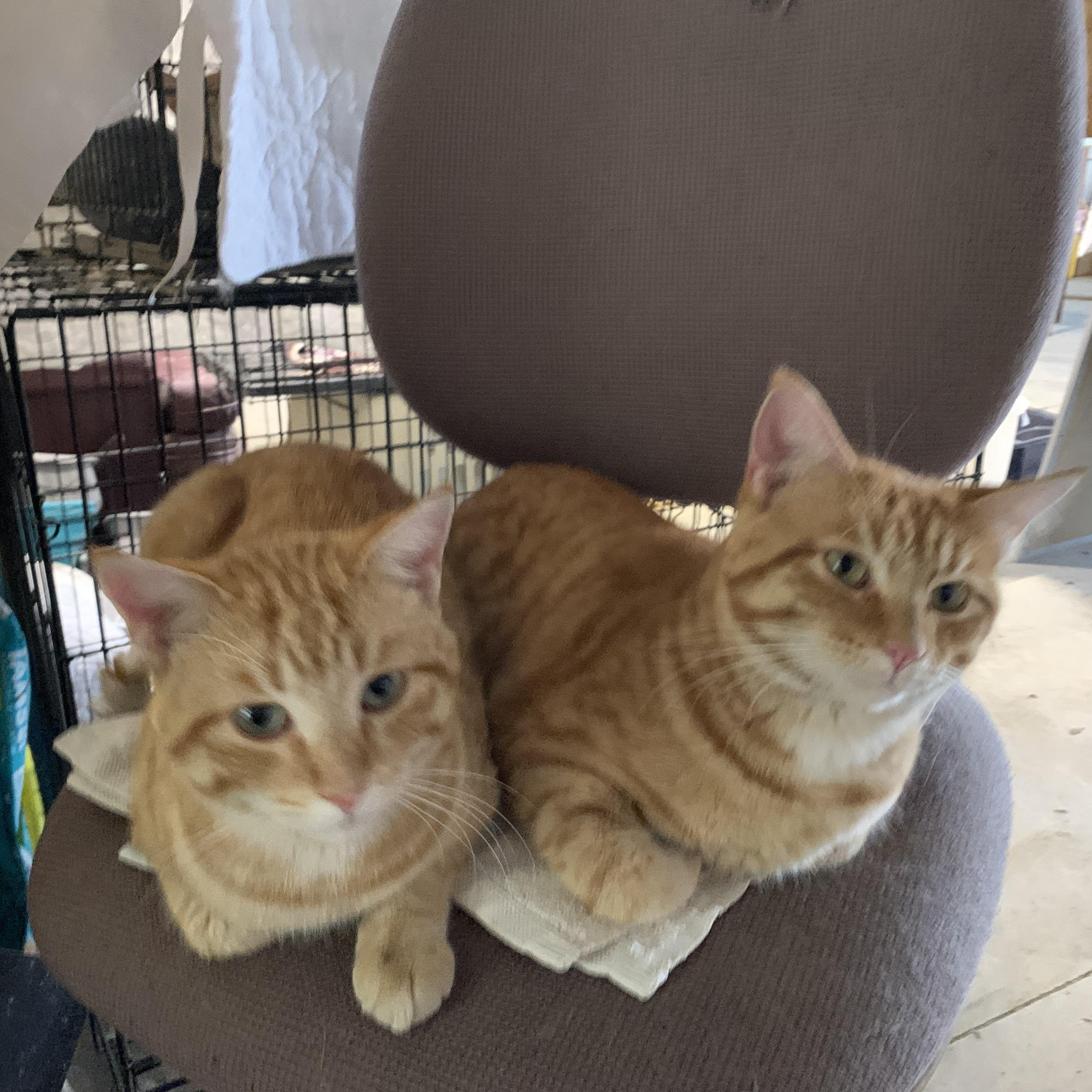 Enlarge Ozzy, a Adoptable Domestic Short Hair in Stockholm, WI image 3/4
