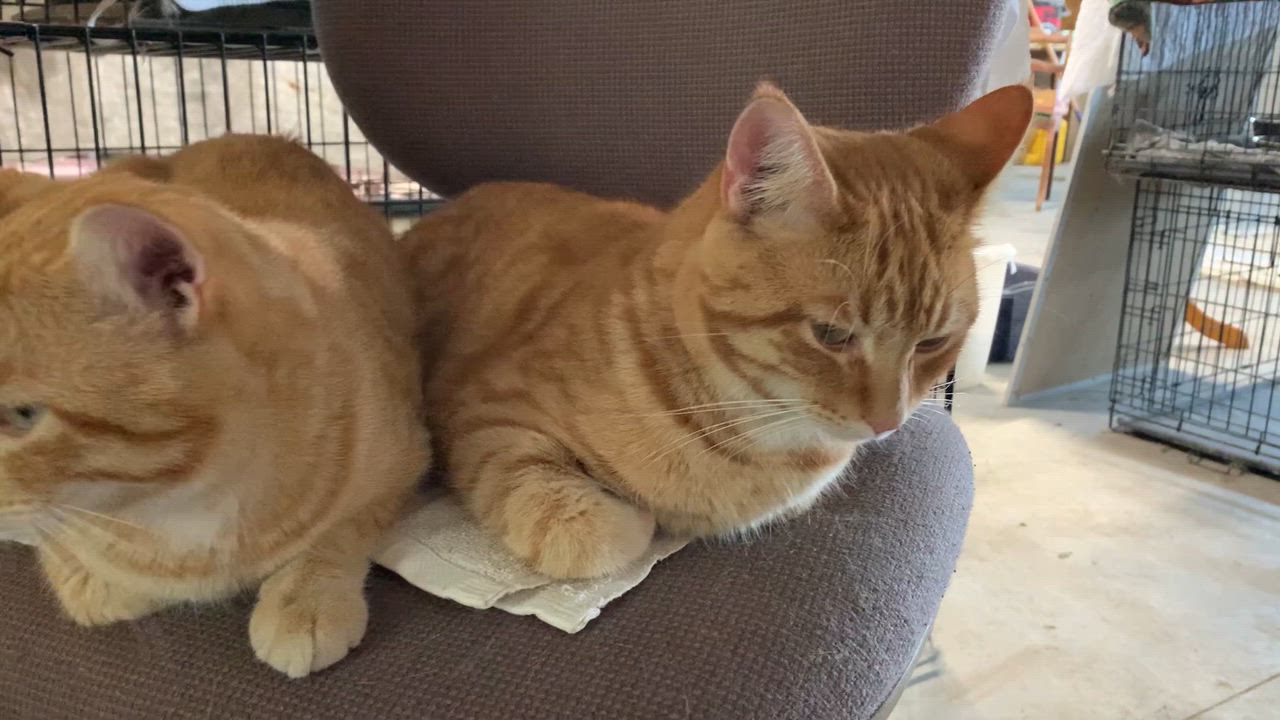 Enlarge Ozzy, a Adoptable Domestic Short Hair in Stockholm, WI video 4/4