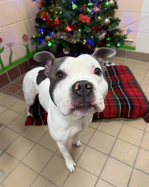 TITAN, Adoptable, Adult Male Pit Bull Terrier.