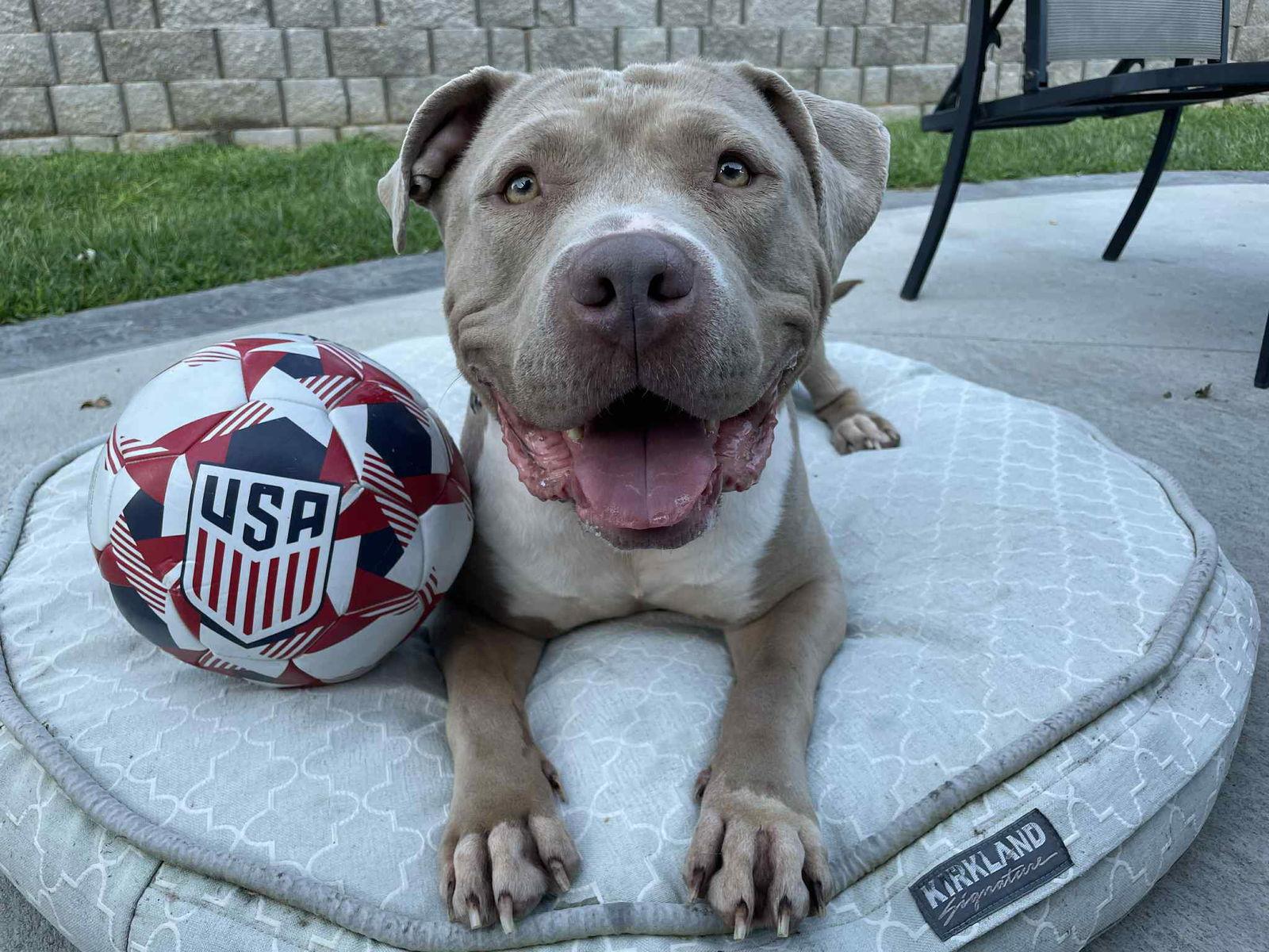 Kaya, a Adoptable American Bulldog in Omaha, NE image 2/3