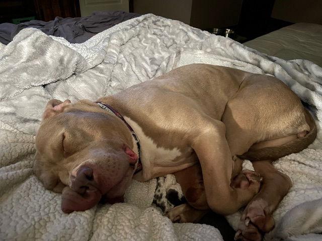 Kaya, a Adoptable American Bulldog in Omaha, NE image 3/3