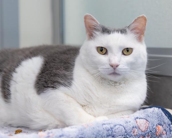 Enlarge SCOUT, a Adoptable Domestic Short Hair in Leesburg, VA image 1/1