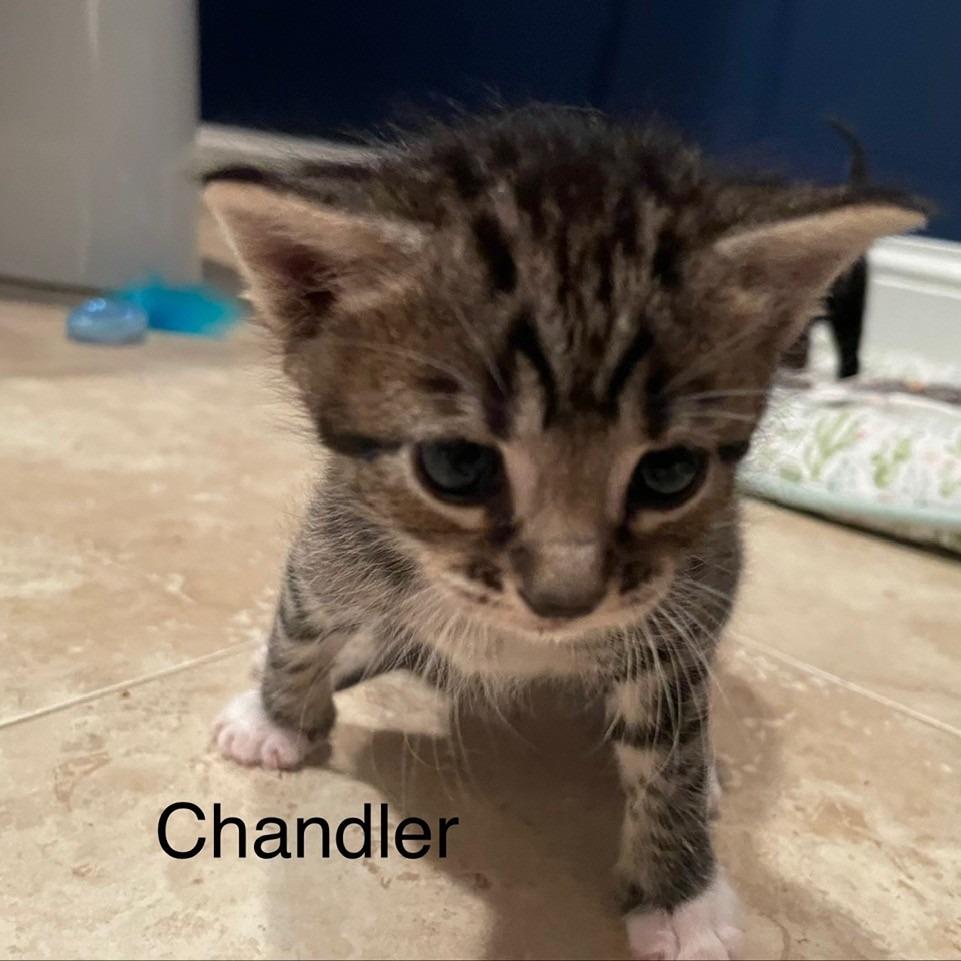 Chandler, Adoptable, Kitten Male Domestic Short Hair.