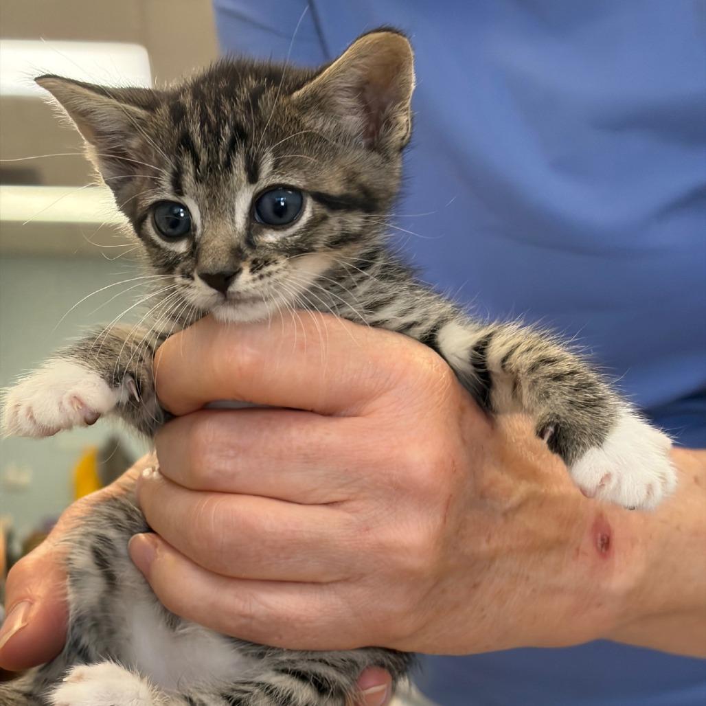 Chandler, a Adoptable Domestic Short Hair in Greensboro, GA image 2/2