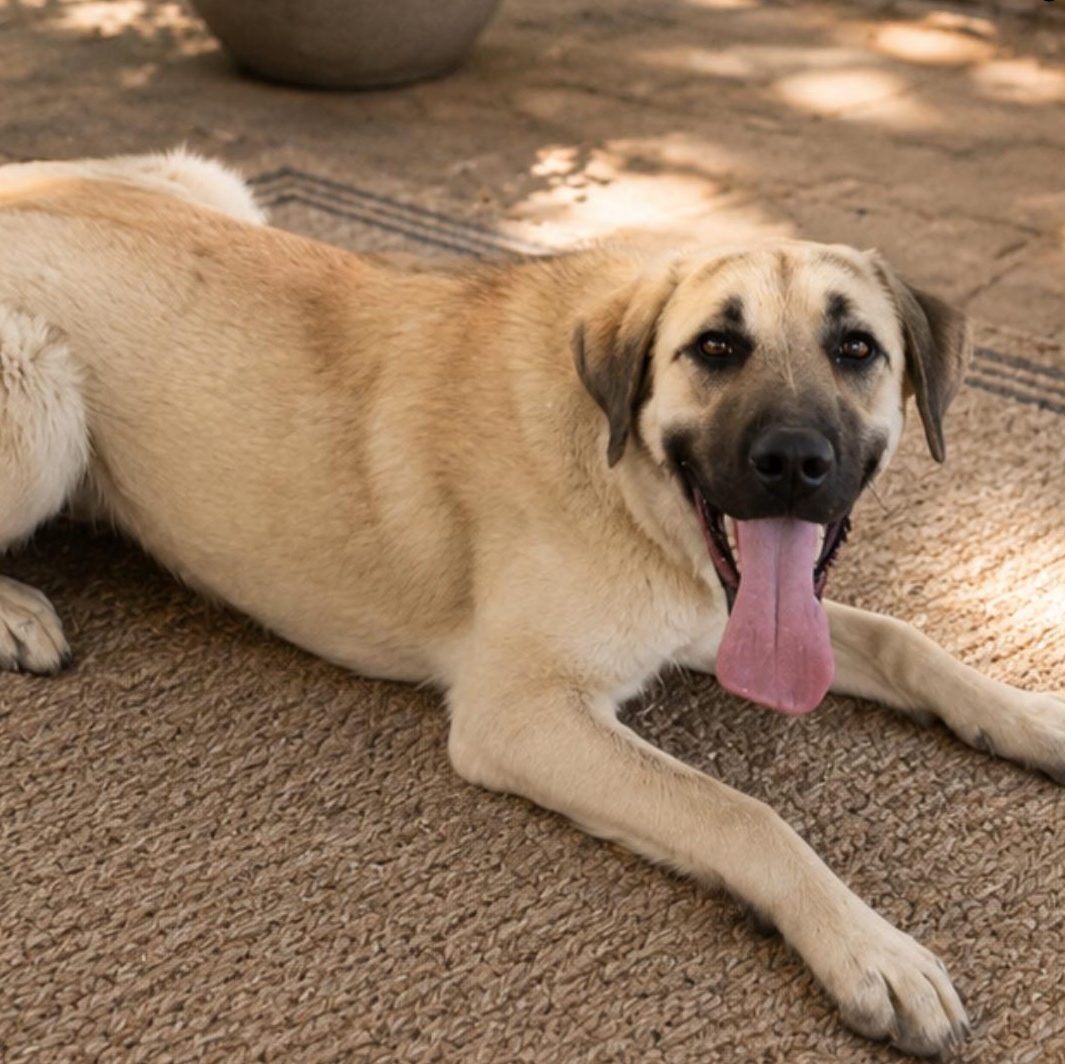 Annie, adopted, Young Female Anatolian Shepherd.