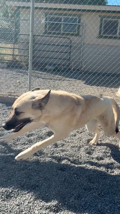 Enlarge Annie, an adopted mixed breed in Susanville, CA video 2/2