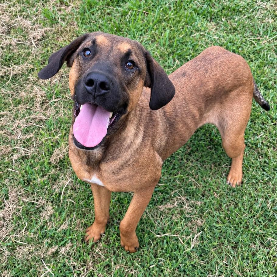 Apollo, Adoptable, Adult Male Hound & Mixed Breed.