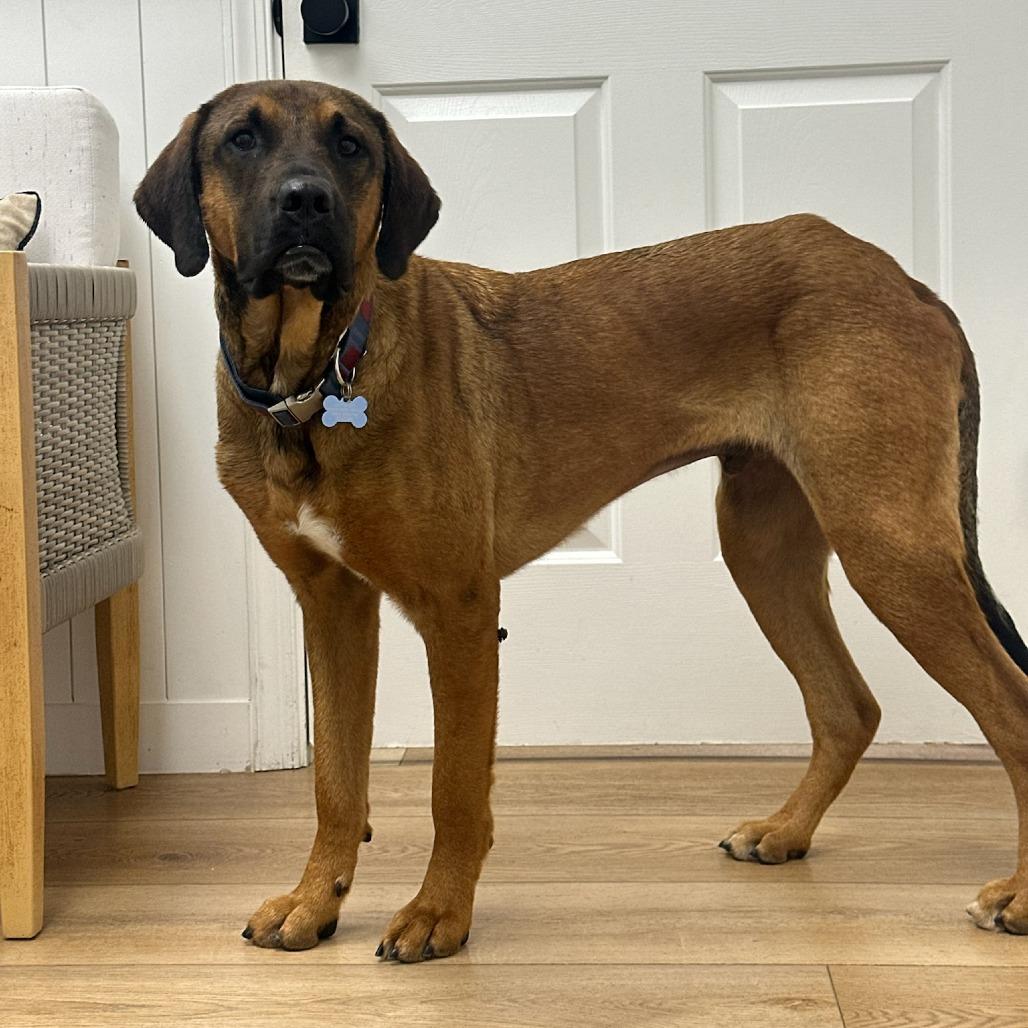 Enlarge Apollo, a Adoptable mixed breed in Chesapeake, VA image 2/4