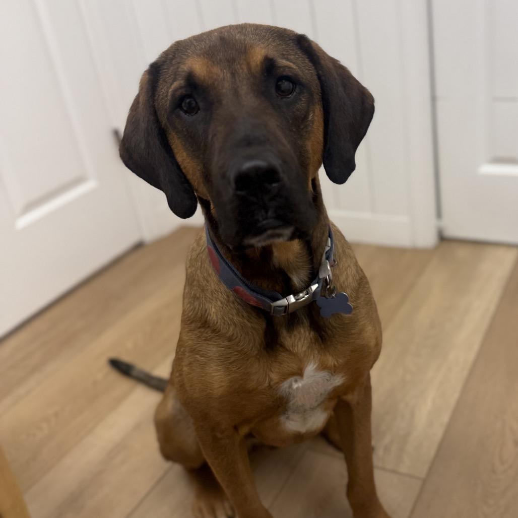 Enlarge Apollo, a Adoptable mixed breed in Chesapeake, VA image 3/4