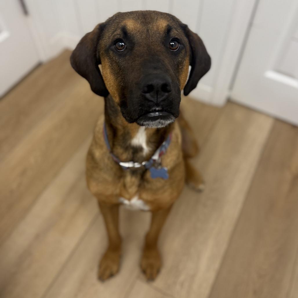 Enlarge Apollo, a Adoptable mixed breed in Chesapeake, VA image 4/4