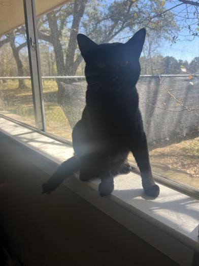 Apollo — thumbnail 5