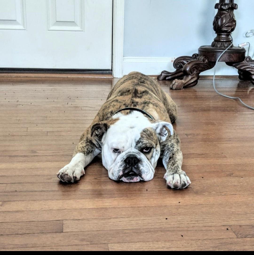 Xena, Adoptable, Adult Female English Bulldog.