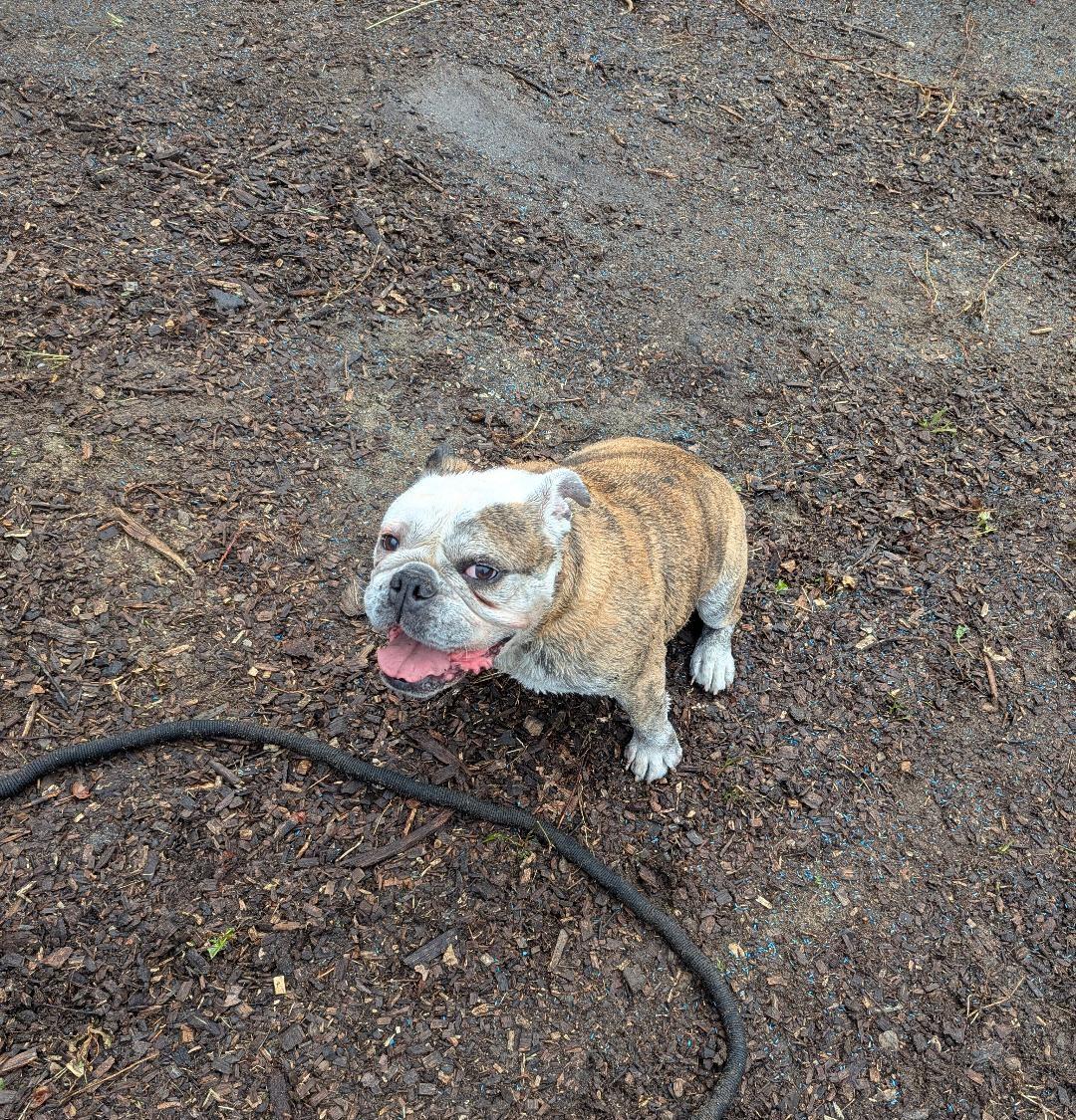 Xena, a Adoptable English Bulldog in Belmar, NJ image 5/5