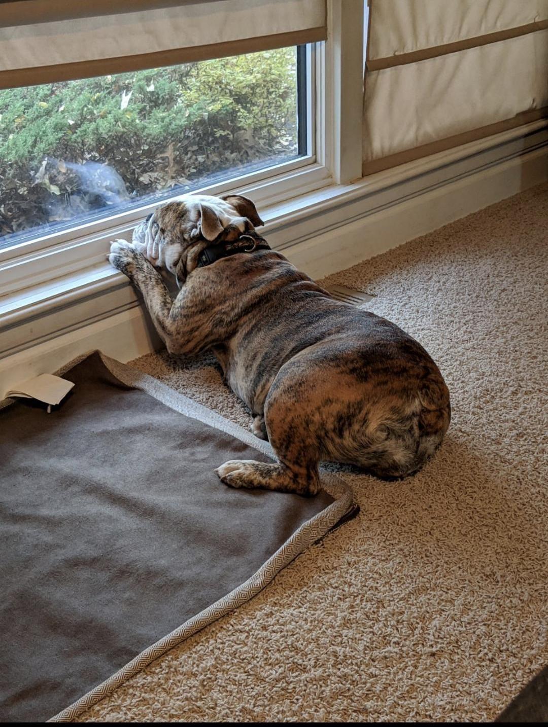 Xena, a Adoptable English Bulldog in Belmar, NJ image 2/5