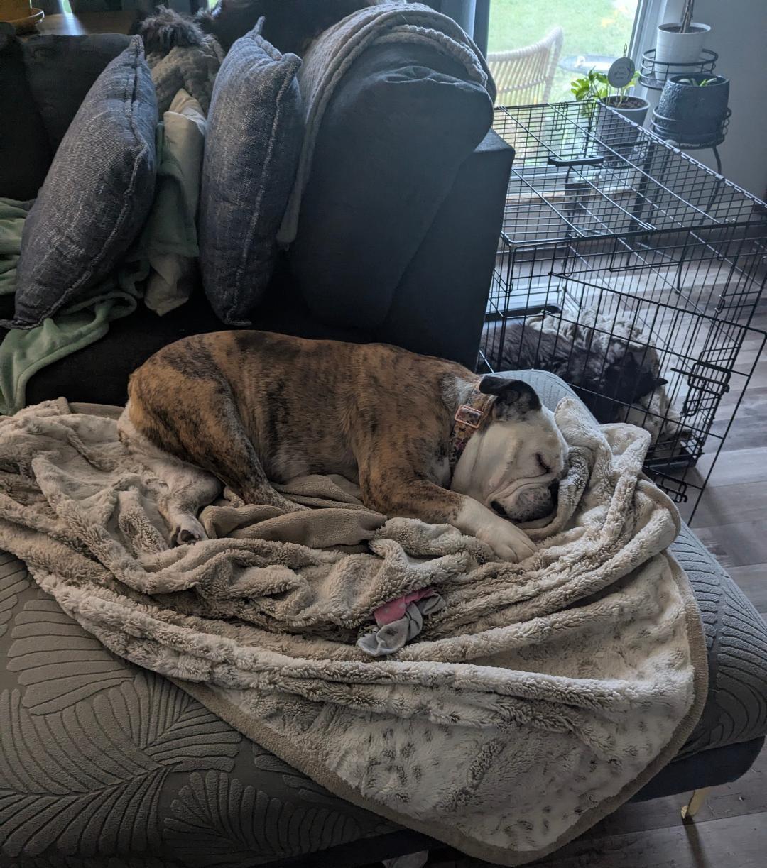 Xena, a Adoptable English Bulldog in Belmar, NJ image 4/5