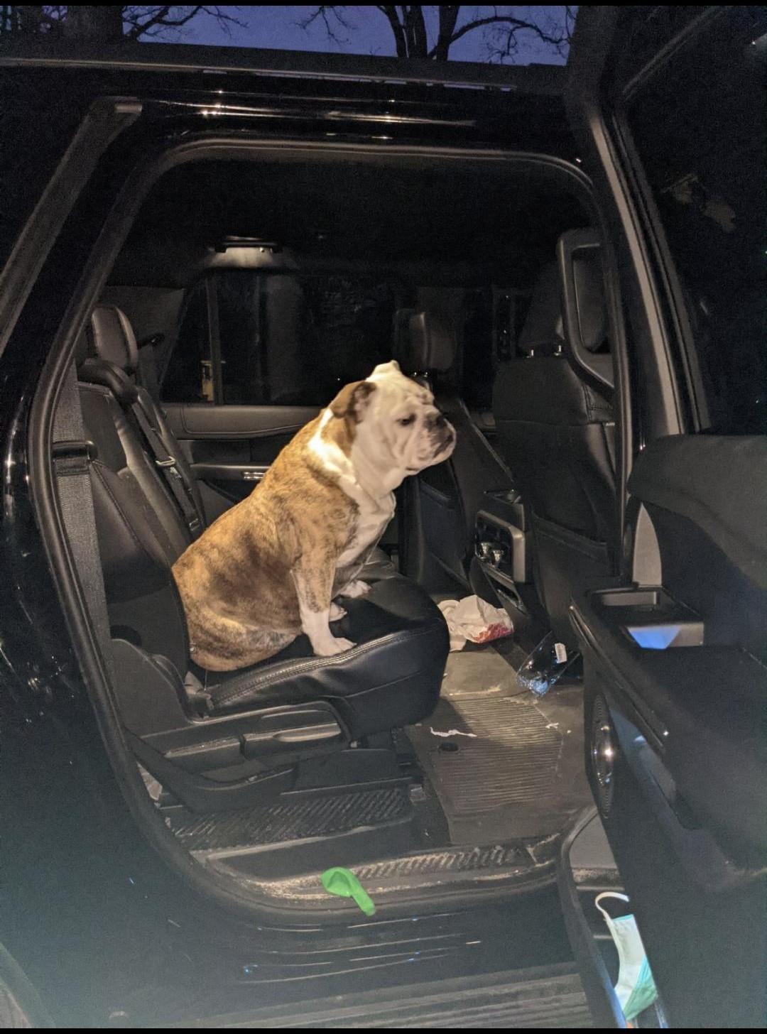 Xena, a Adoptable English Bulldog in Belmar, NJ image 3/5