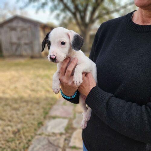 Templeton, Adopted, Puppy Male Beagle & Rat Terrier.