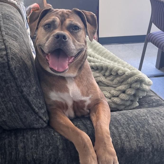 Enlarge Nirvana, a Adoptable mixed breed in Springfield, IL image 1/6