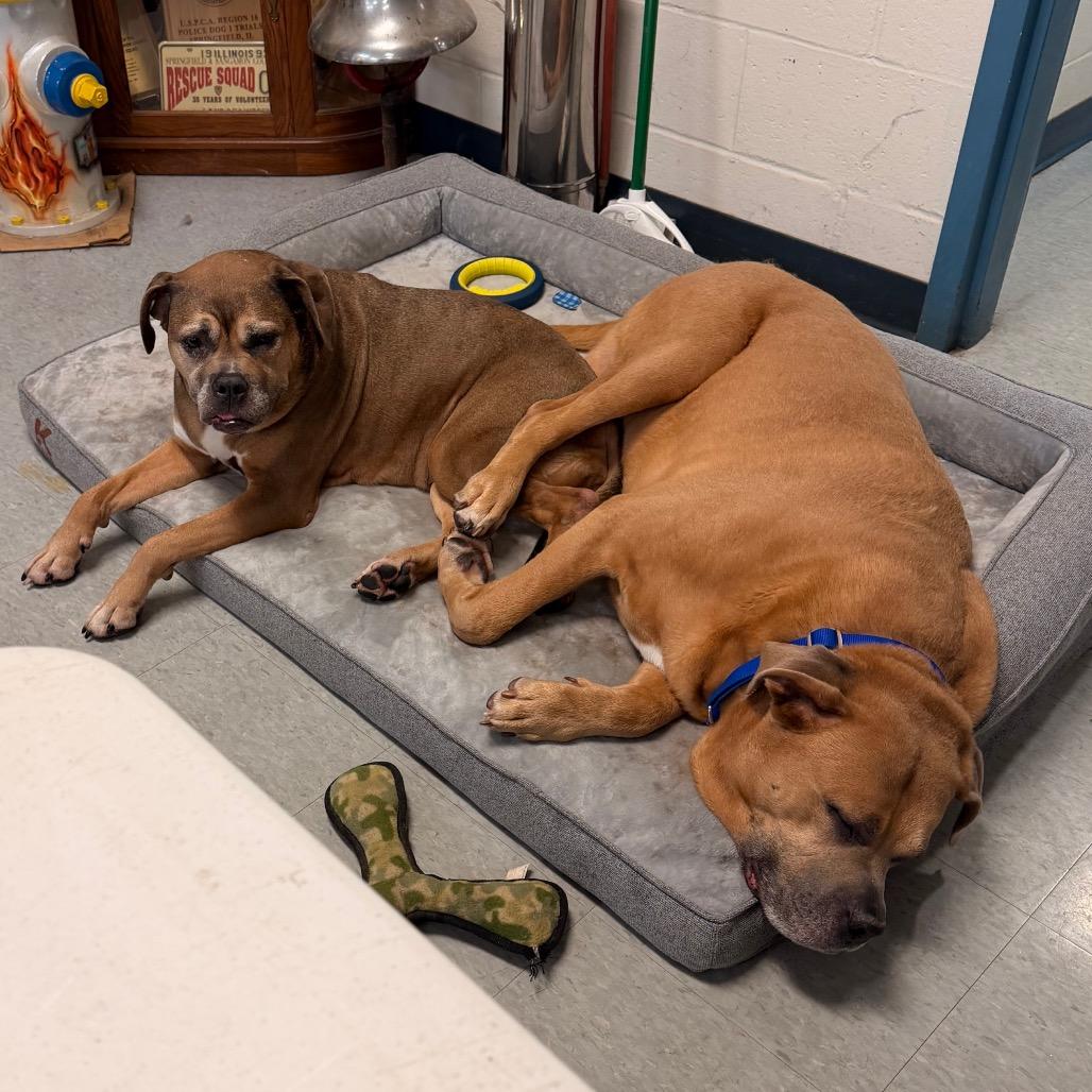 Enlarge Nirvana, a Adoptable mixed breed in Springfield, IL image 2/6