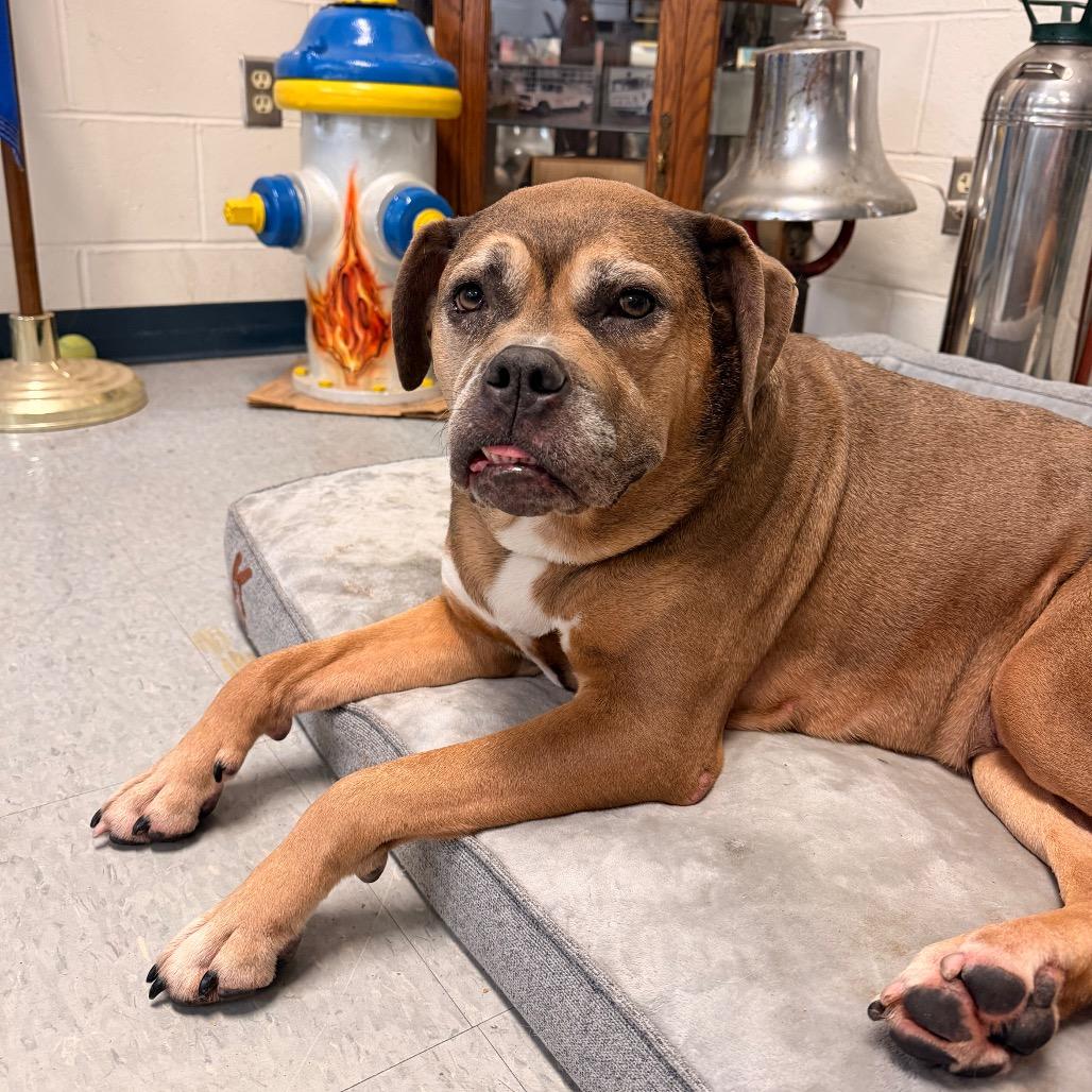 Enlarge Nirvana, a Adoptable mixed breed in Springfield, IL image 3/6
