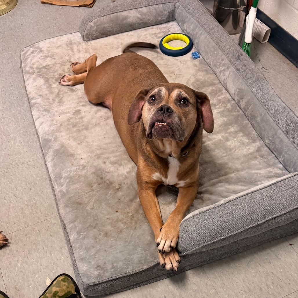 Enlarge Nirvana, a Adoptable mixed breed in Springfield, IL image 4/6