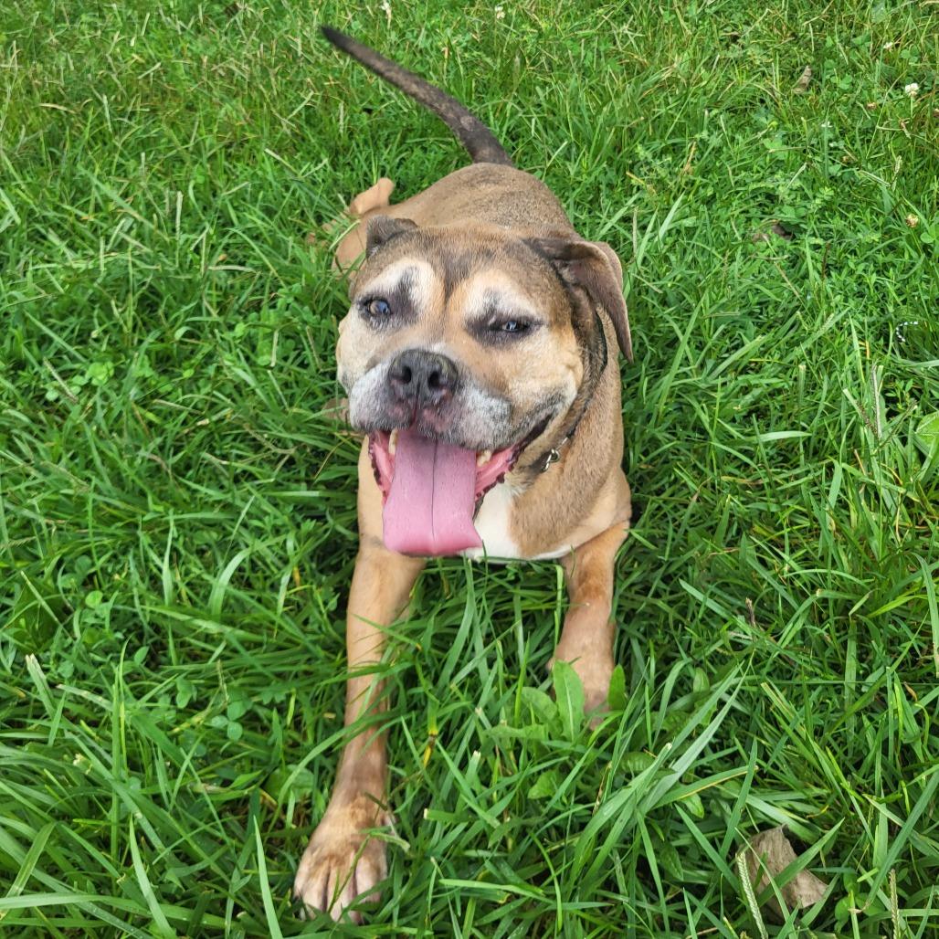 Enlarge Nirvana, a Adoptable mixed breed in Springfield, IL image 5/6