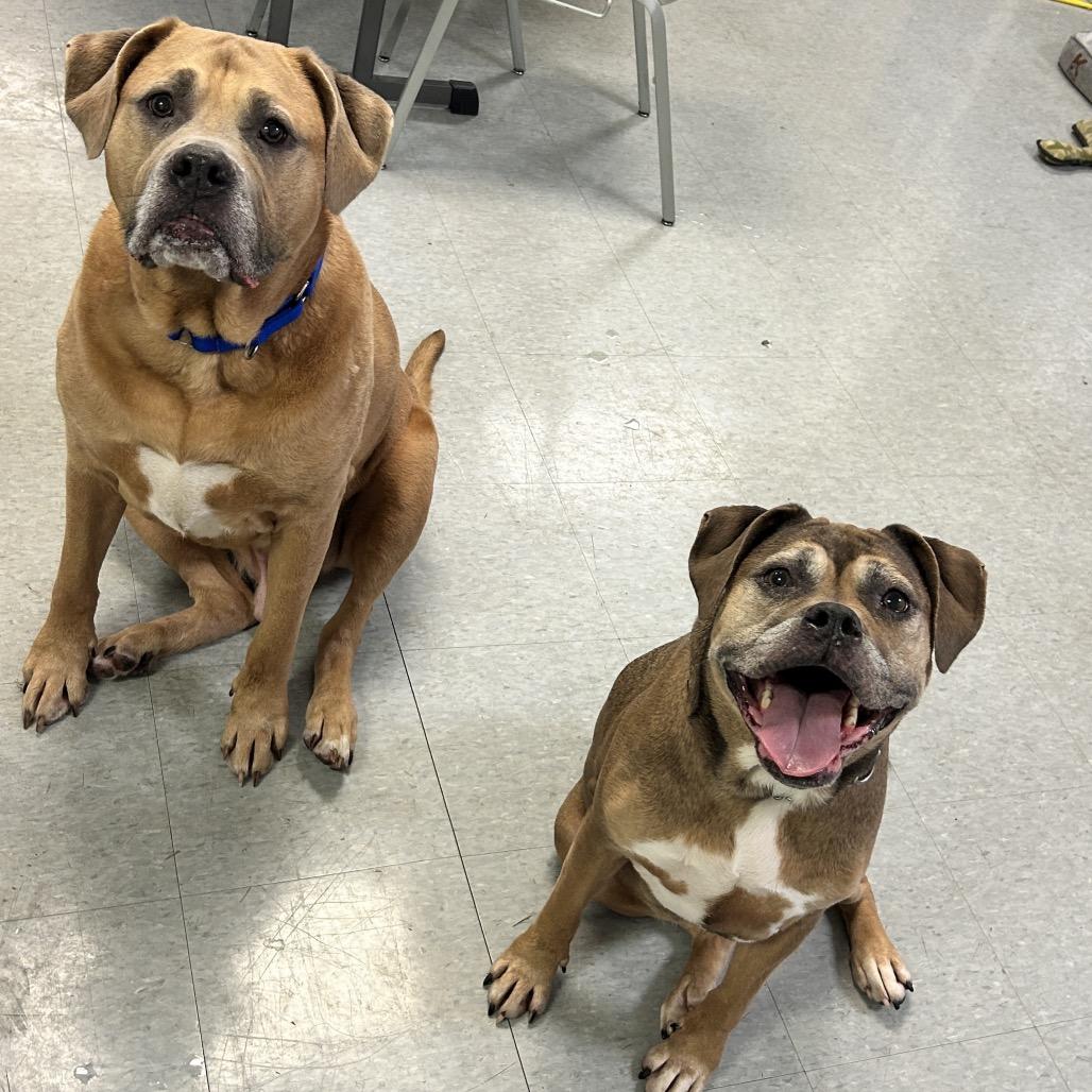 Enlarge Nirvana, a Adoptable mixed breed in Springfield, IL image 6/6