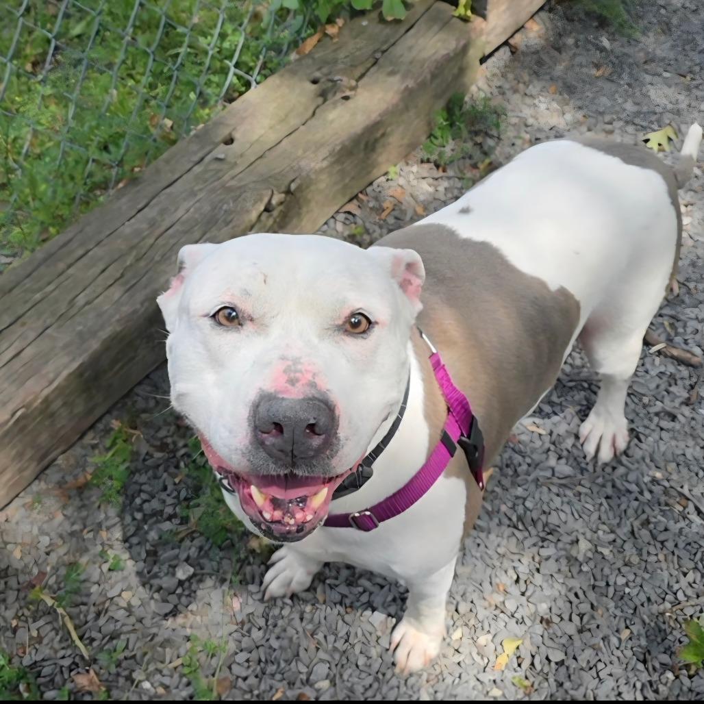 Hatchi, Adoptable, Adult Male Terrier.