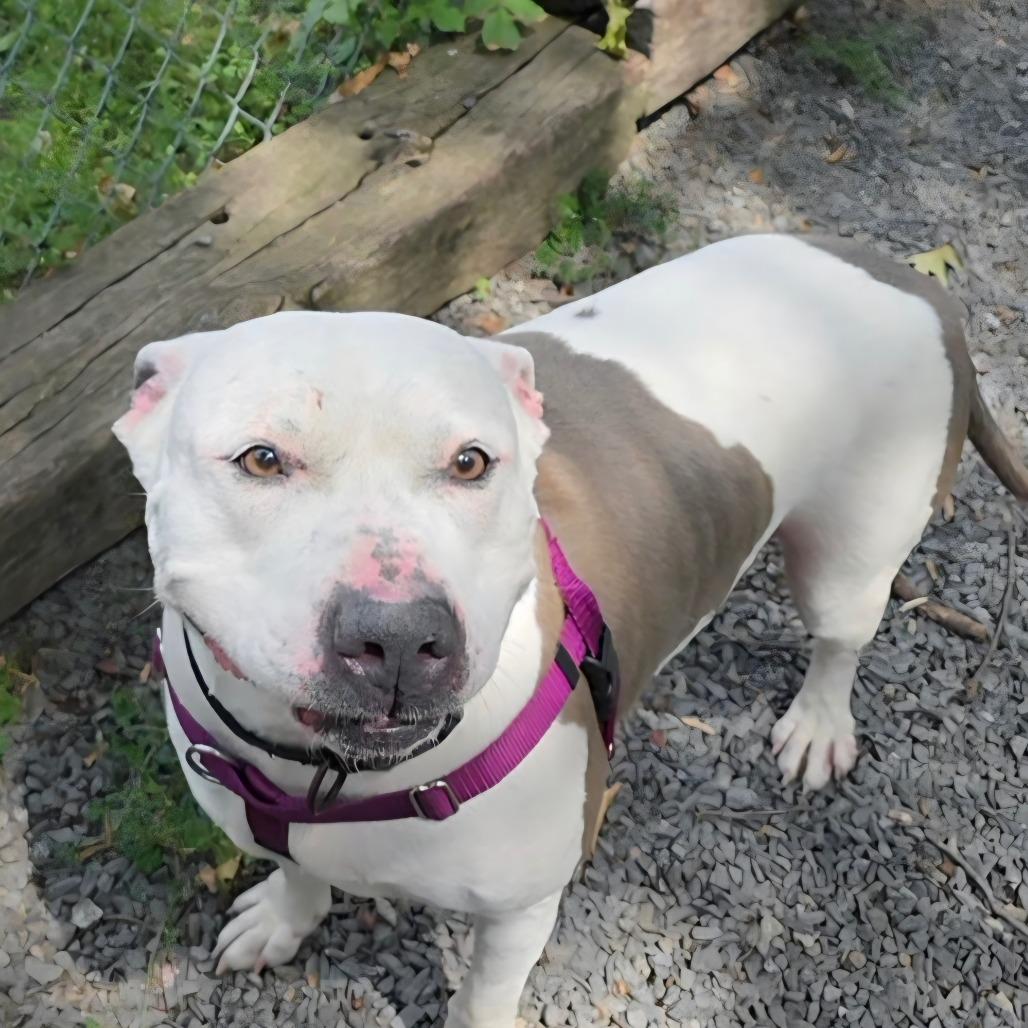 Enlarge Hatchi, a Adoptable Terrier in Berkeley Springs, WV image 2/3