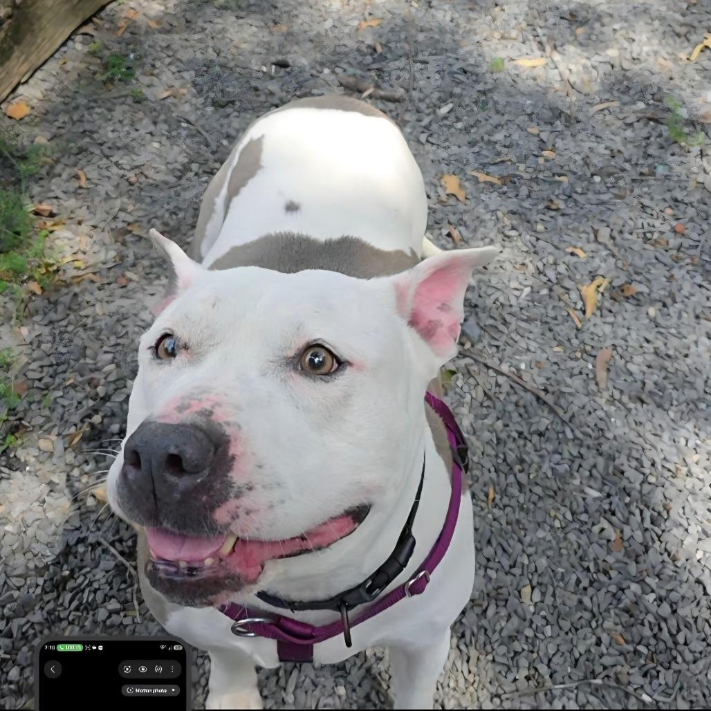 Enlarge Hatchi, a Adoptable Terrier in Berkeley Springs, WV image 3/3