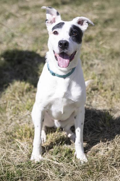 Rocket, a Adoptable mixed breed in Bedford, IN image 2/6