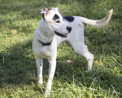 Rocket, a Adoptable mixed breed in Bedford, IN image 4/6