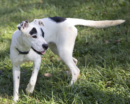 Rocket, a Adoptable mixed breed in Bedford, IN image 5/6