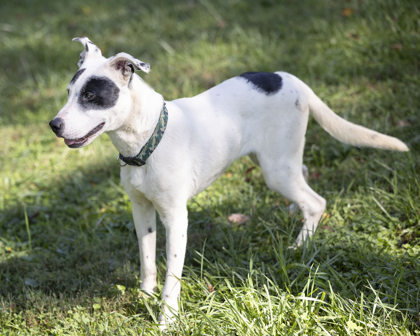 Rocket, a Adoptable mixed breed in Bedford, IN image 6/6