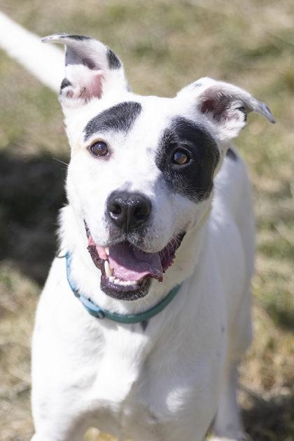 Rocket, a Adoptable mixed breed in Bedford, IN image 1/6