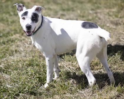 Rocket, a Adoptable mixed breed in Bedford, IN image 3/6