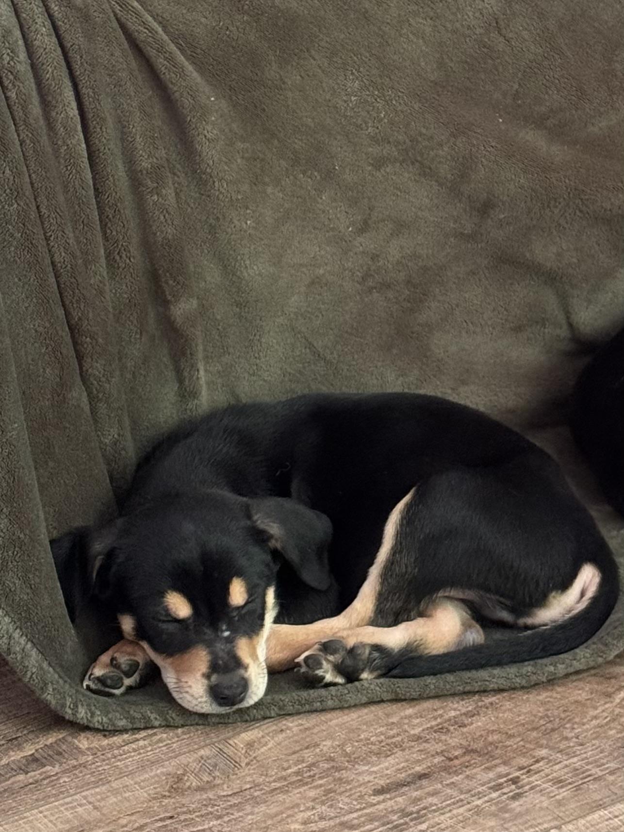 Waylon, a ADOPTABLE Mixed Breed in Elkhorn, WI image 4/5